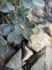 Astragalus calycosus