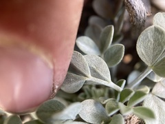 Astragalus calycosus
