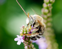 Melissodes comptoides