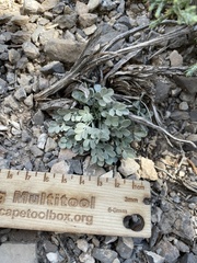 Astragalus calycosus