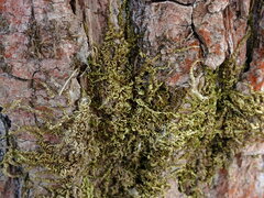 Homalothecium nuttallii