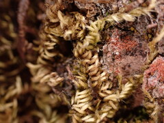 Homalothecium nuttallii