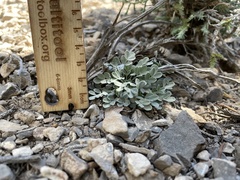 Astragalus calycosus