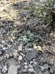 Astragalus calycosus
