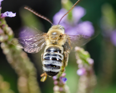 Melissodes comptoides