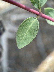 Symphoricarpos longiflorus
