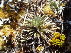 Celmisia laricifolia