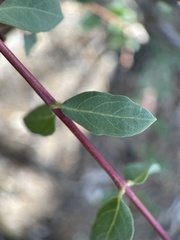 Symphoricarpos longiflorus