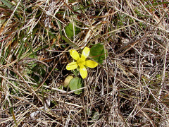 Ranunculus multiscapus