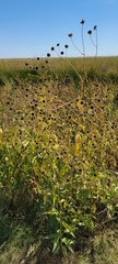 Helianthus paradoxus
