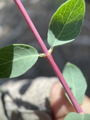 Symphoricarpos longiflorus