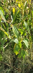 Helianthus paradoxus