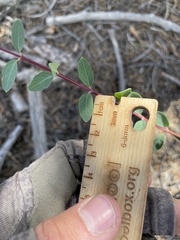 Symphoricarpos longiflorus