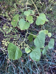 Ampelopsis cordata