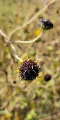 Helianthus paradoxus