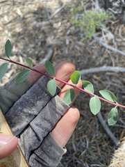 Symphoricarpos longiflorus