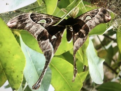 Coscinocera hercules