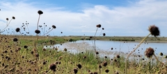 Helianthus paradoxus