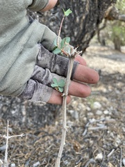 Symphoricarpos longiflorus