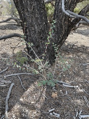 Symphoricarpos longiflorus