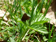 Callophrys augustinus