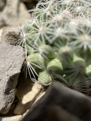 Pediocactus simpsonii