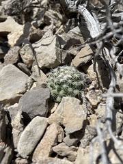 Pediocactus simpsonii