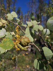 Pachypappa sacculi