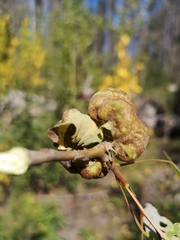 Pachypappa sacculi