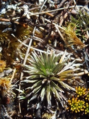 Celmisia laricifolia