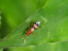 Trogomorpha arrogans