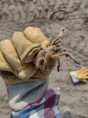 Aphonopelma moderatum