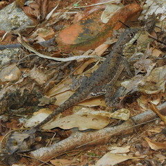 Tropidurus torquatus