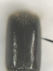 Monarthrum scutellare