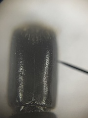 Monarthrum scutellare