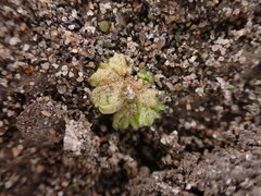 Riccia cavernosa