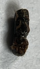 Monarthrum scutellare