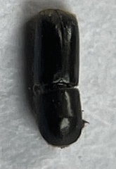 Monarthrum scutellare