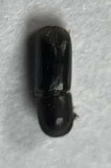 Monarthrum scutellare