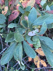 Sassafras albidum