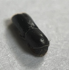 Monarthrum scutellare