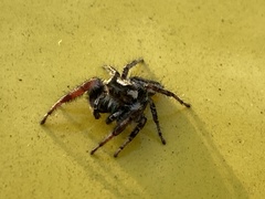 Phidippus pruinosus