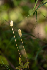 Anemone cylindrica