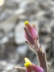 Cordylanthus parviflorus