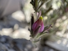 Cordylanthus parviflorus