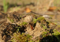 Tulostoma