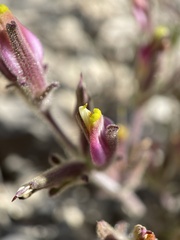 Cordylanthus parviflorus