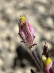 Cordylanthus parviflorus