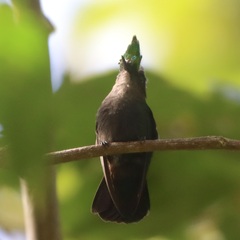 Orthorhyncus cristatus