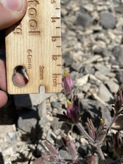 Cordylanthus parviflorus